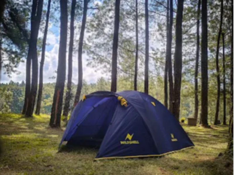 Alas Pinus Reborn