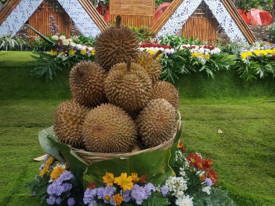 Selamat!!! Kini Banyuwangi Memiliki Lima Varietas Durian Merah yang Terdaftar di Kementan