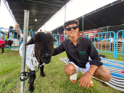 Gen-Z di Banyuwangi Ternak Domba Seharga Puluhan Juta