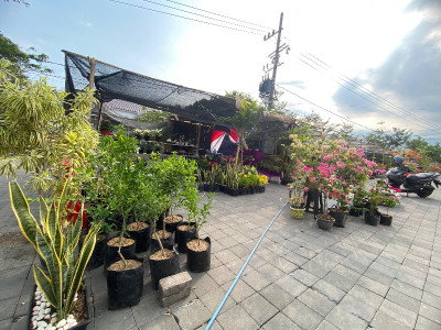 Bursa Tanaman Hias dan Buah Banyuwangi Ramaikan Terminal Pariwisata Sobo