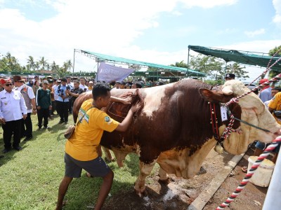 Geger Sapi 'Monster' Berlenggak-lenggok di Banyuwangi, Ada yang Ditawar Rp 180 Juta!
