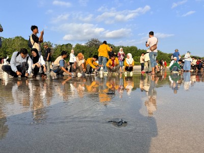 Peringati Kemerdekaan, TN Alas Purwo Banyuwangi Ajak Wisatawan Belajar Konservasi Lewat Pelepasan 1.945 Ekor Tukik