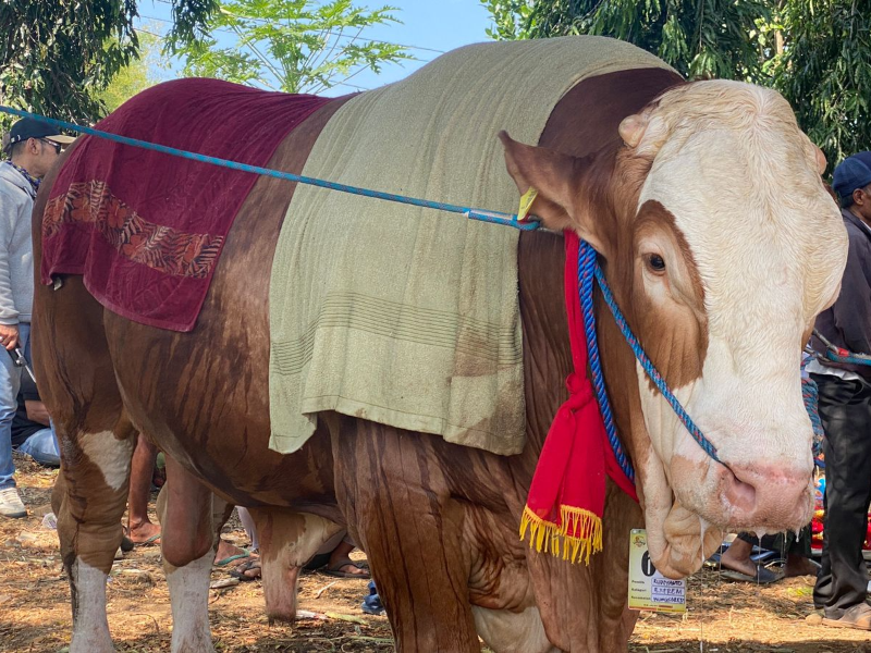 Sapi Warga Wongsorejo Raih Juara di Banyuwangi Live Stock Contest 2023