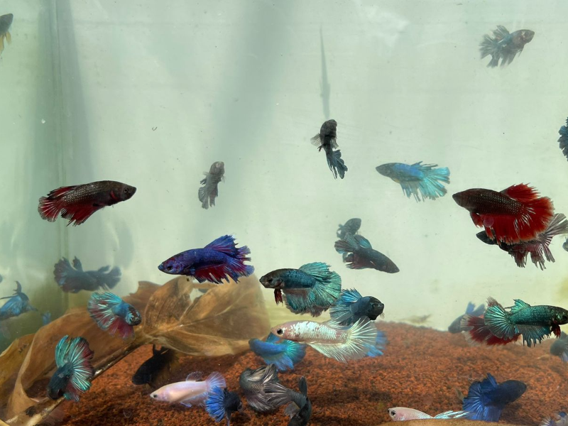 Aquaculture Festival 2023 Resmi Dibuka, Beragam Produk Perikanan Siap Dipinang