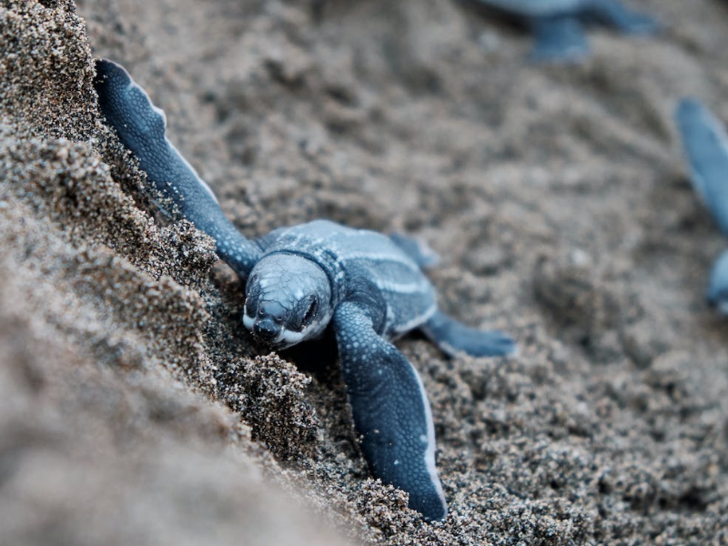 Coral House Grand Watudodol, Belajar Keragaman Biota Laut di Selat Bali