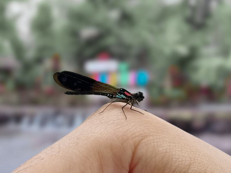 Liburan Sambil Belajar Tentang Capung di Destinasi Wisata Jopuro