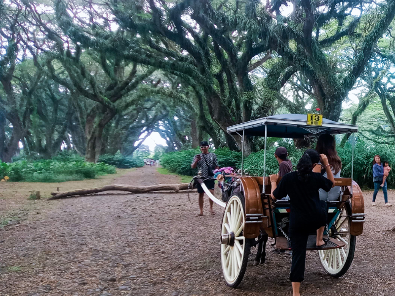 Makin Nyaman Berkunjung ke Destinasi De-Djawatan Banyuwangi