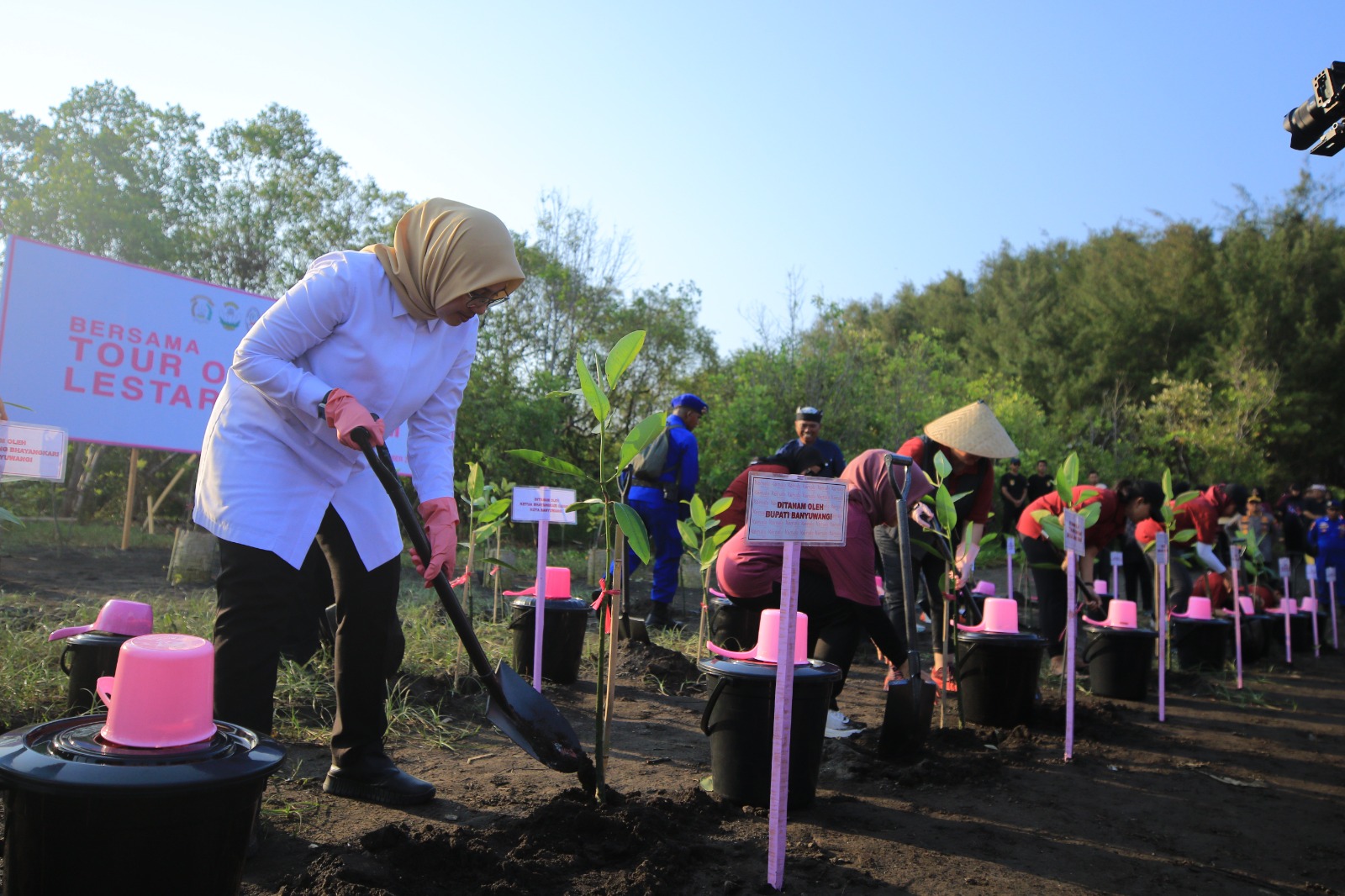 Bupati Ipuk turut menanam mangrove di Pantai Cemara