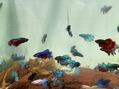 Aquaculture Festival 2023 Resmi Dibuka, Beragam Produk Perikanan Siap Dipinang