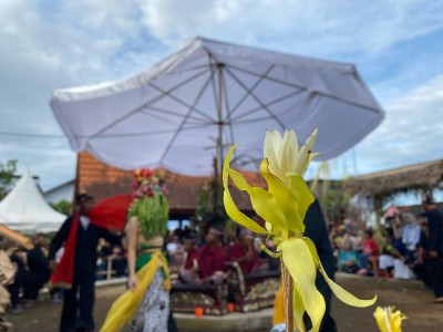 Kembang Dermo: Bunga Pembawa Berkah Ritual Seblang Olehsari  