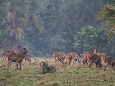 Napas Lega di Bumi Blambangan: Banyuwangi Manjakan Wisatawan dengan Rekor Udara Terbersih se-Indonesia