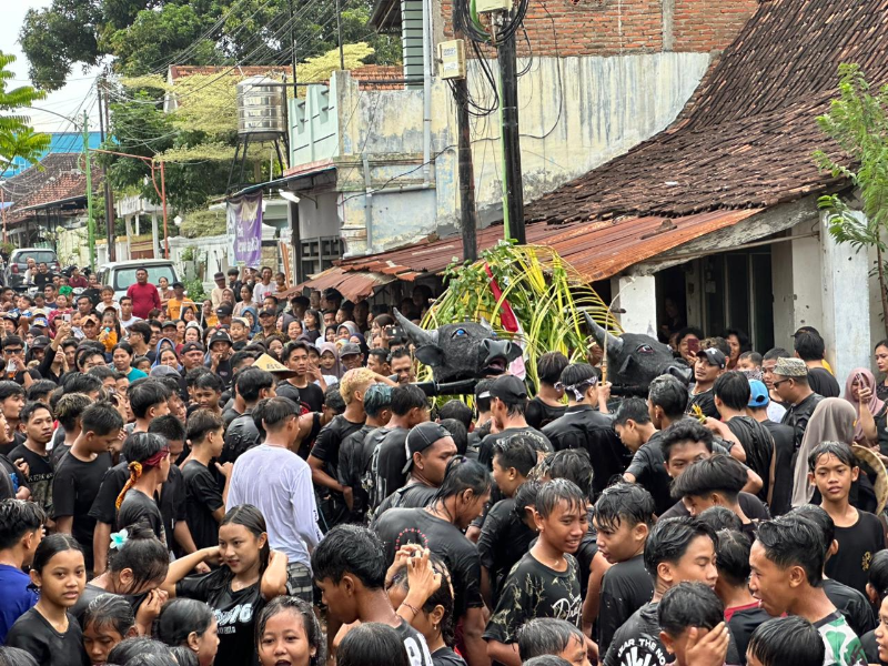 Mbludak, Ribuan Pengunjung Padati Tradisi Kebo-keboan Boyolangu 2026